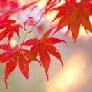 李明芳