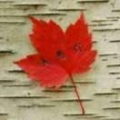 汝州红辣椒窗帘店