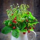 🌻冰薛聪明🌹