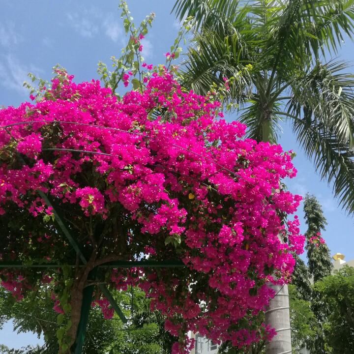 小钢炮儿