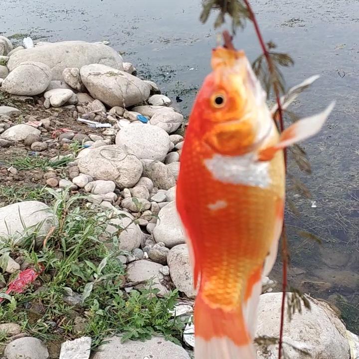 飞在蓝天的鱼