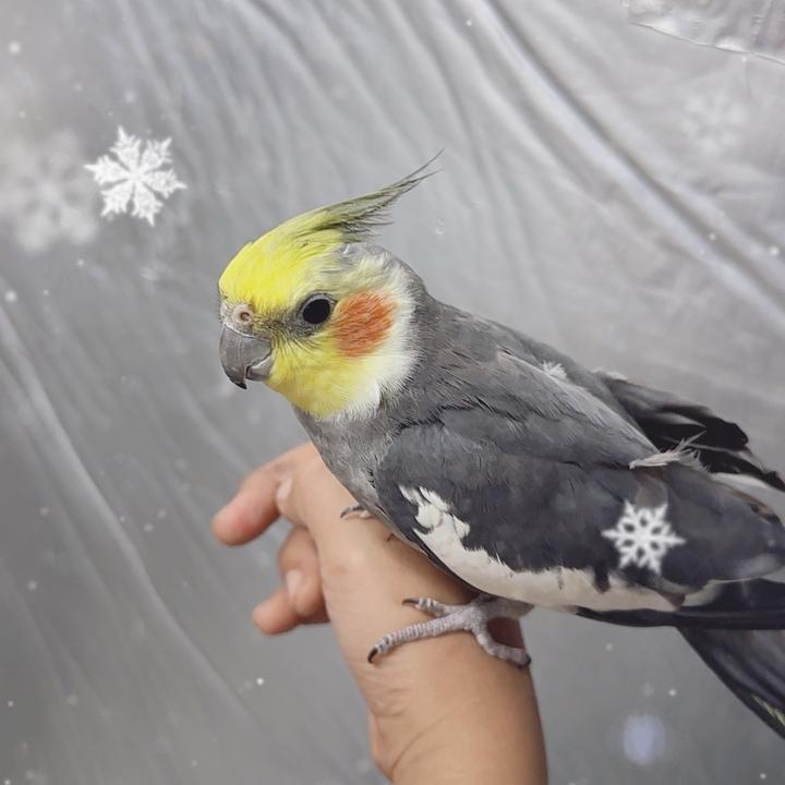 鑫辉鹦鹉