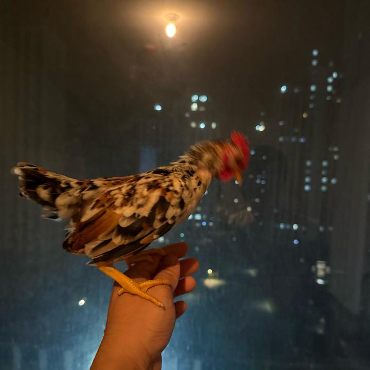 指尖萌宠-越南小竹鸡