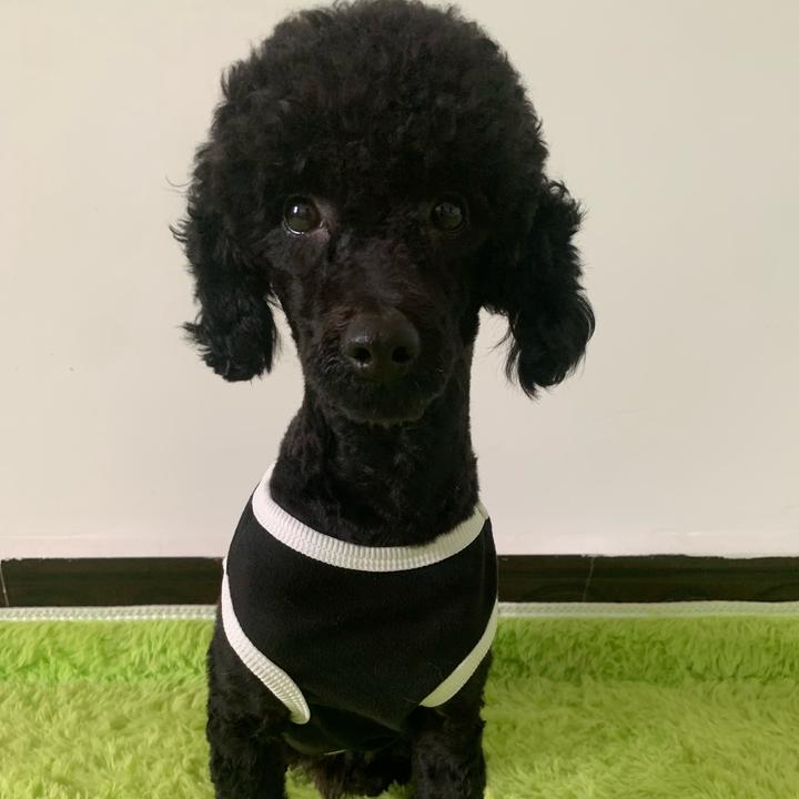 忠犬黑皮