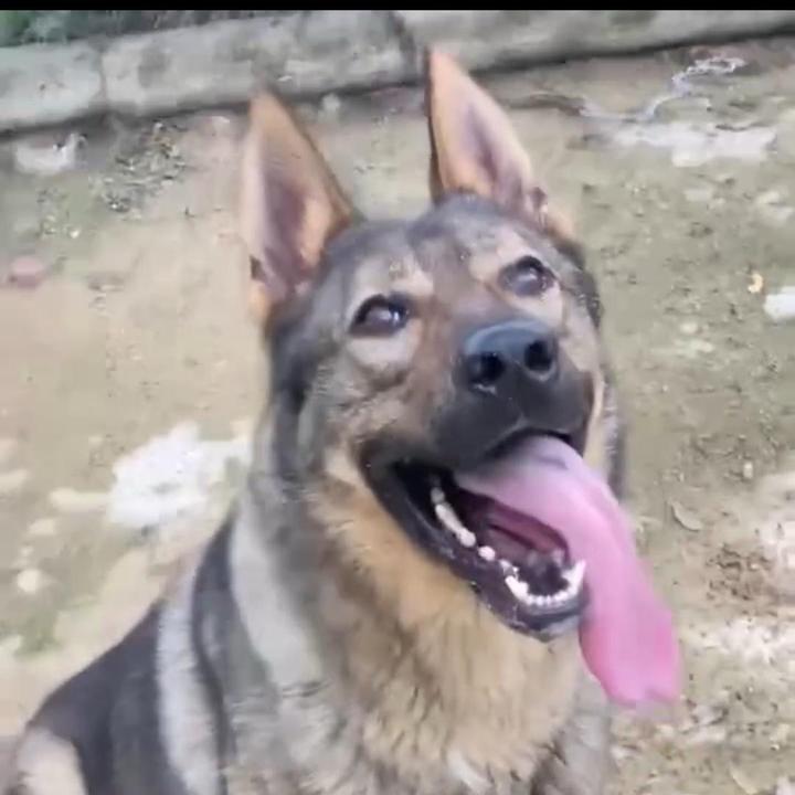 长沙市《丽红》昆明犬《松狮五黑、五红犬》