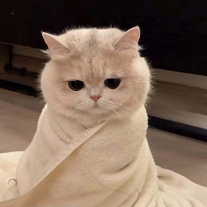 獭獭好困💤