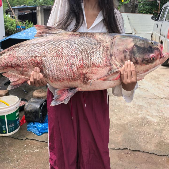 木小渔钓鱼日常