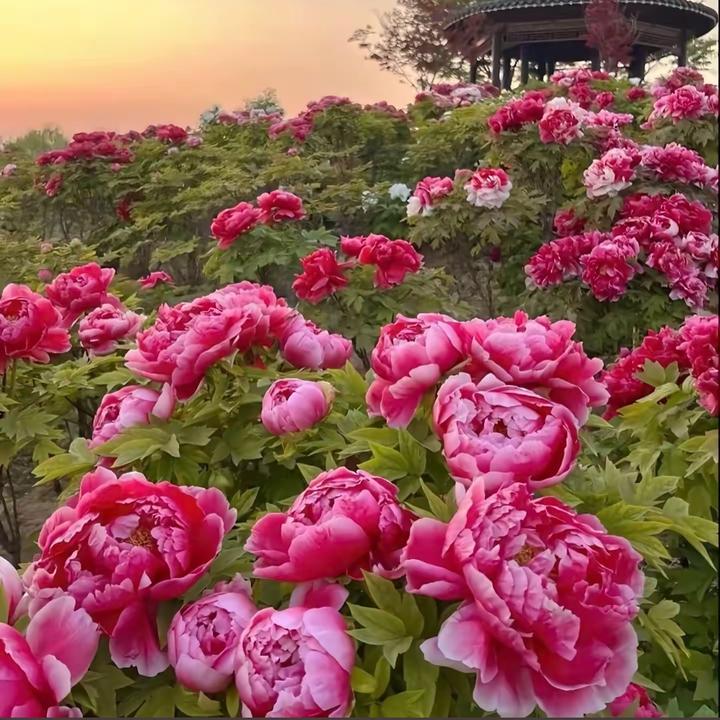 一株