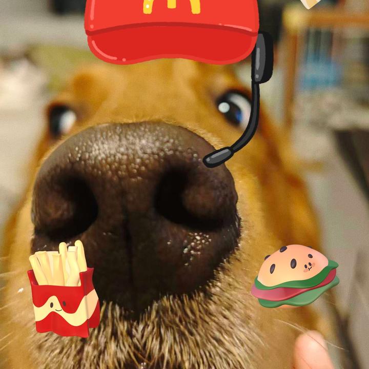 金豆豆聊宠物