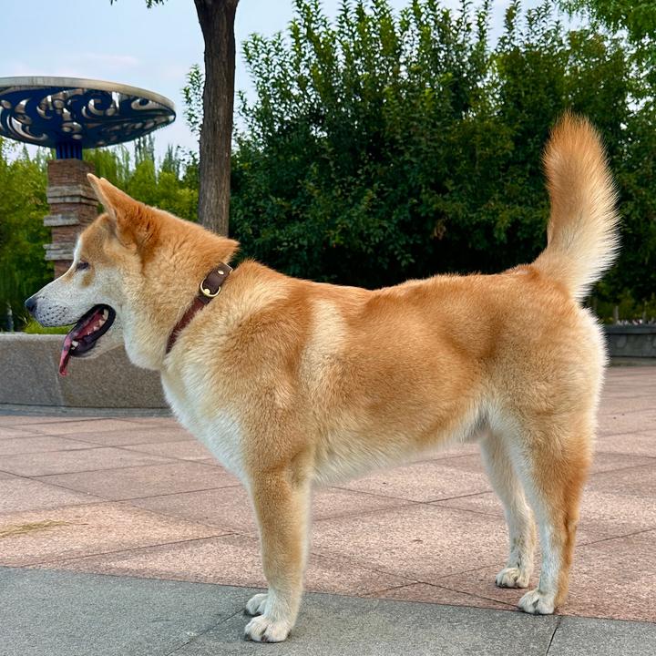 田园犬嘟嘟