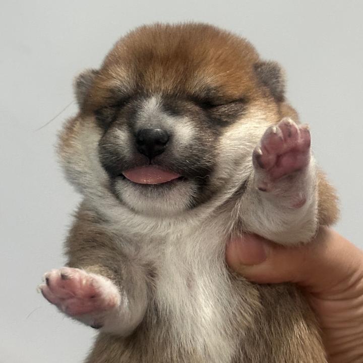 是小葵呀🌻