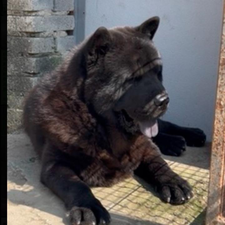 河北靠谱田园犬