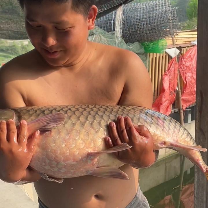 三棵树乌大冲钓场68的爱情