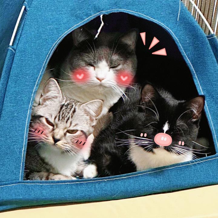 小鱼的猫猫聚集地🐱2⃣️群 群聊头像