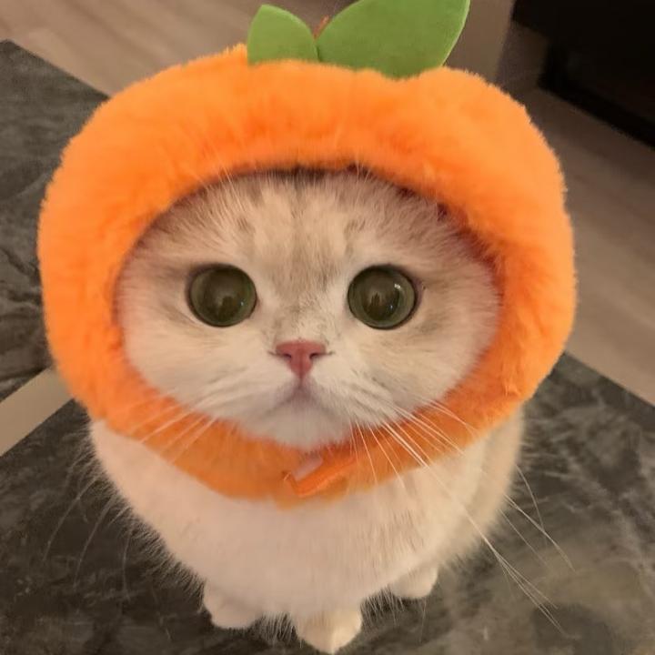 橙橙成