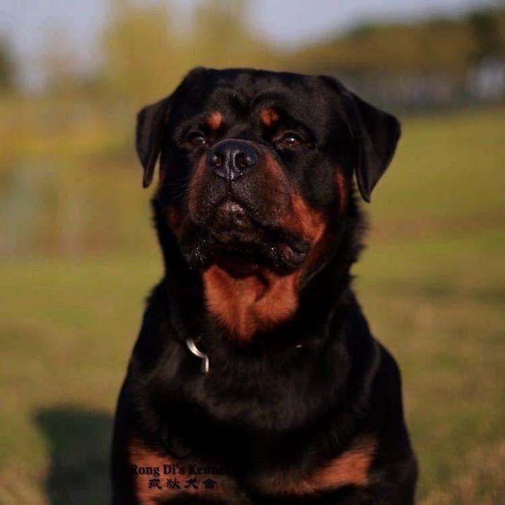 戎狄犬舍