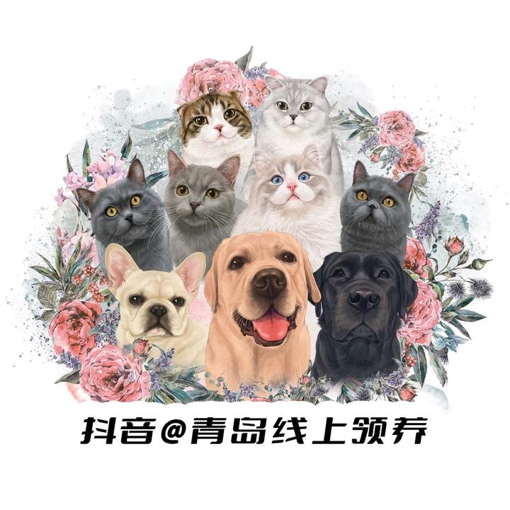 青岛线上领养