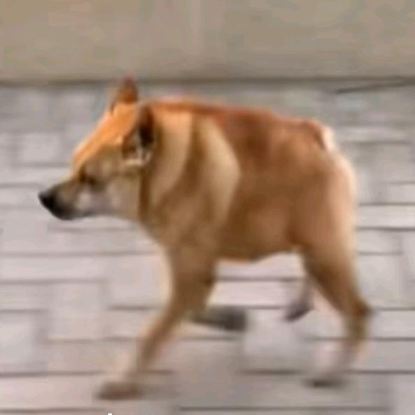 勇敢胖胖