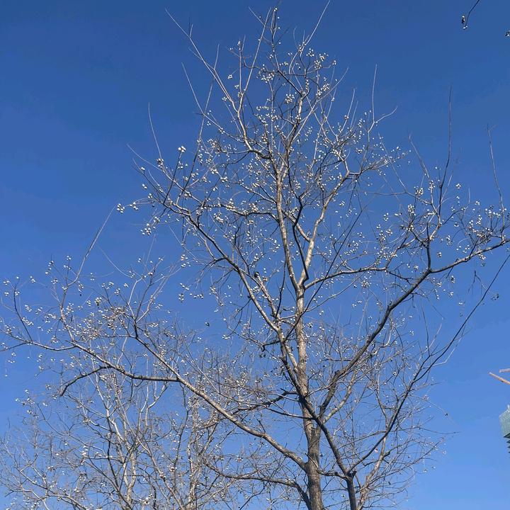 随心