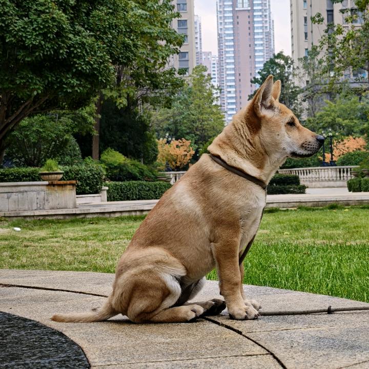 济南中华田园犬_大黄