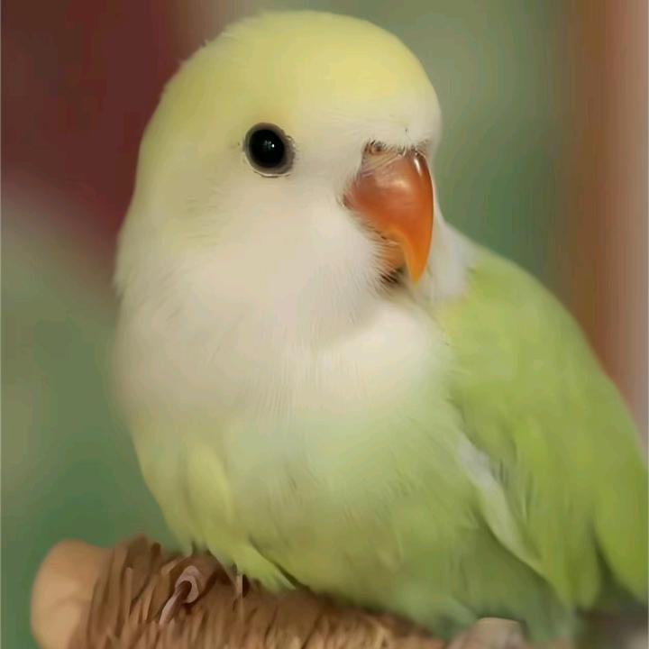 啾啾