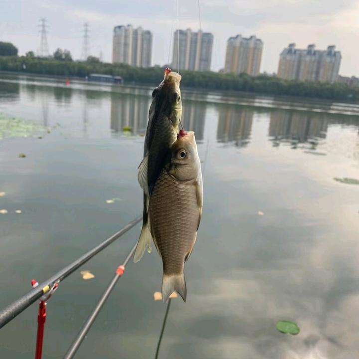 一竿钓江湖