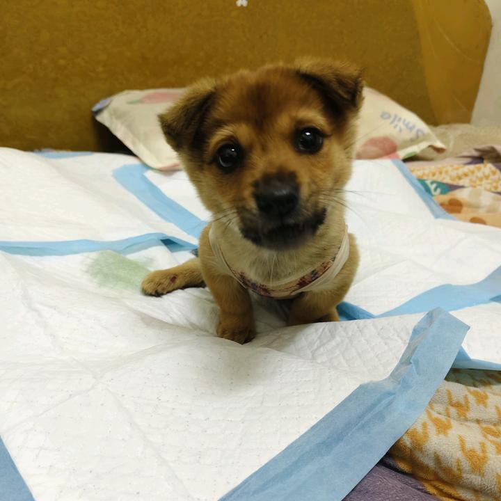 瘫痪小乖宝