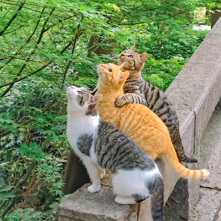 麻辣豆腐