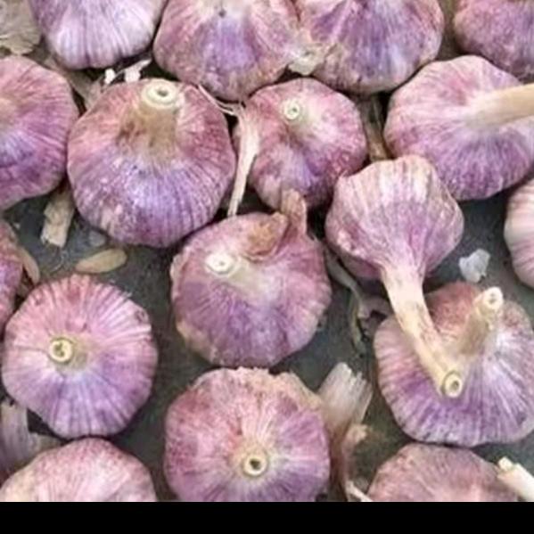 航蒜种业（山东）有限公司