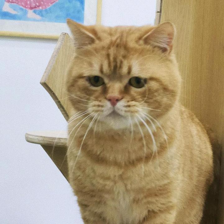 塔的魔法师.