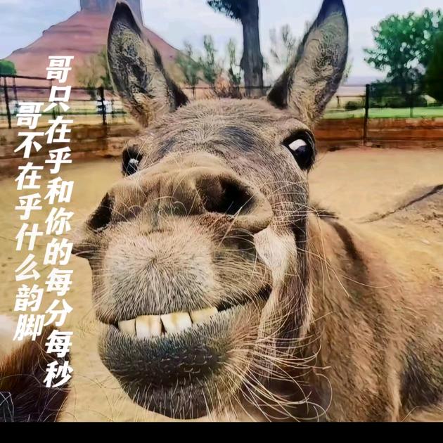 闪驴日记