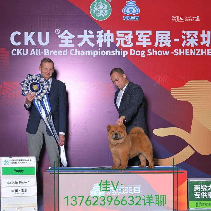 百园嘴农业五黑五红松狮种犬繁殖基地