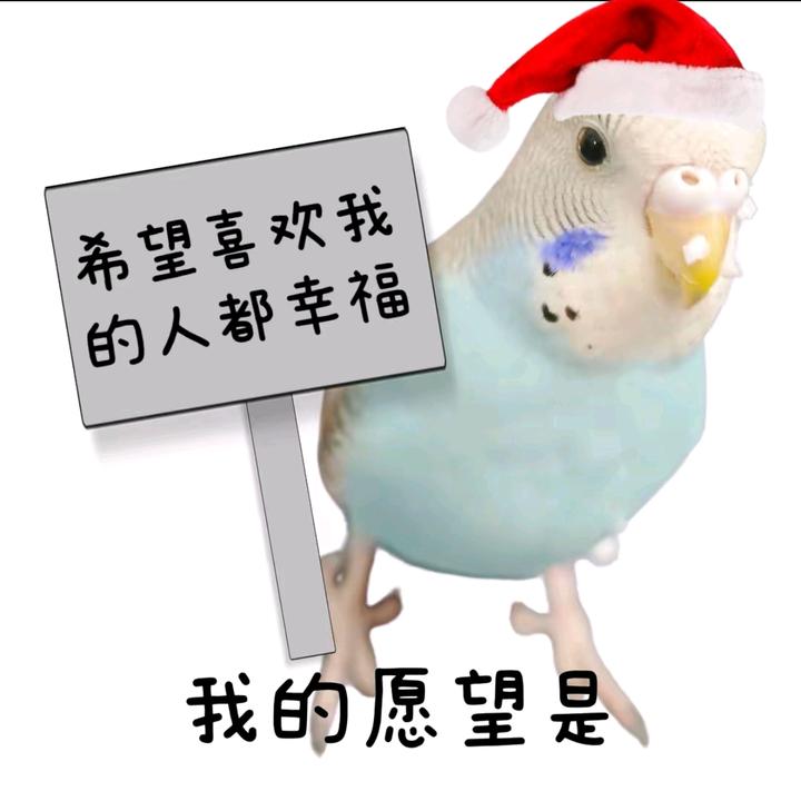 皮小皮-鹦语十级