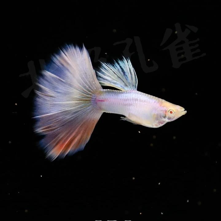 芮芮的养鱼日记