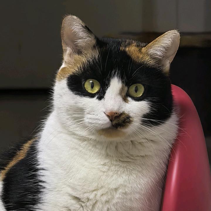 招财猫小店