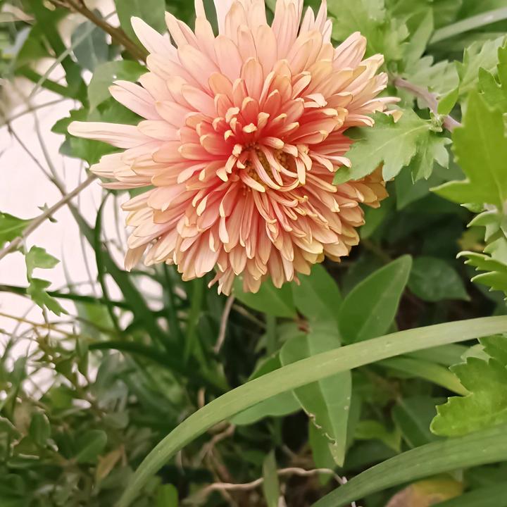 夕阳无限