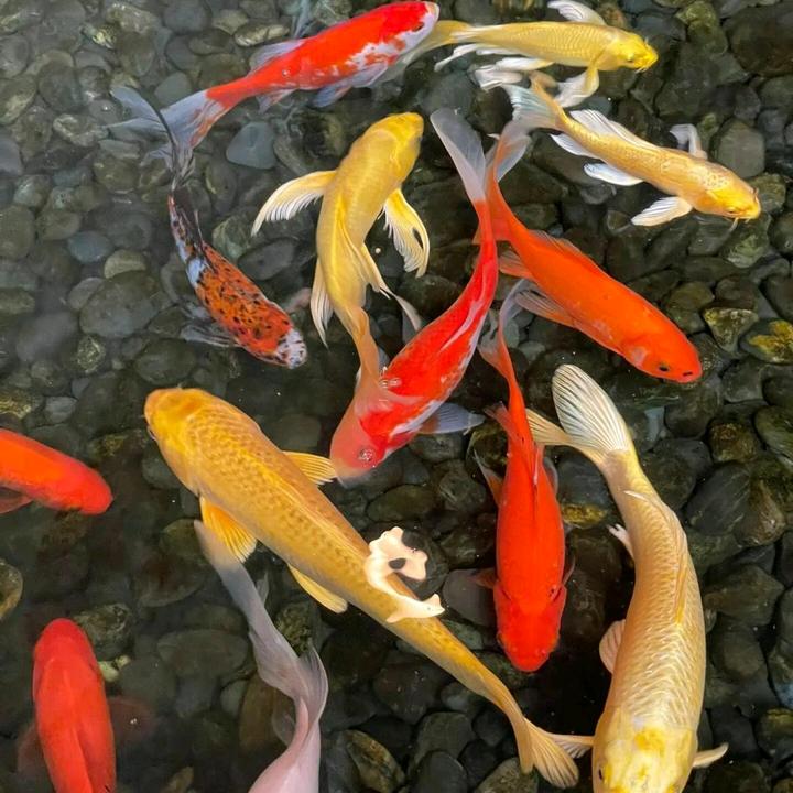 星火垂钓