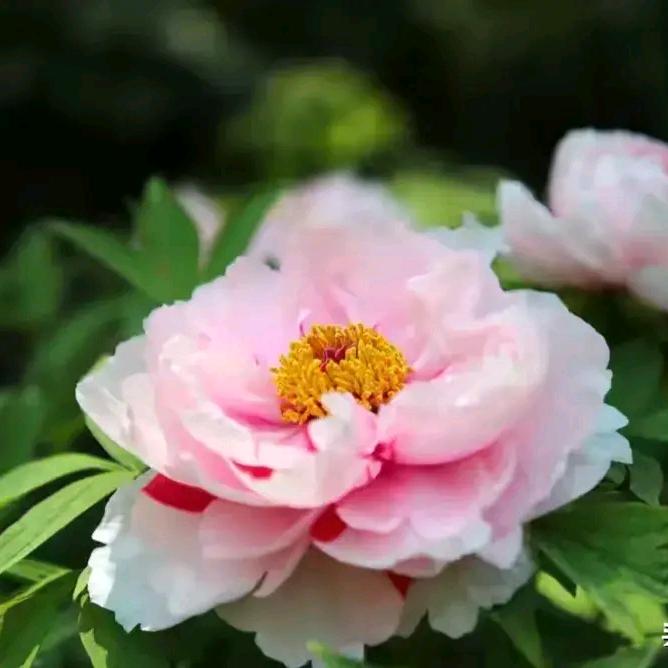 茜茜宫主