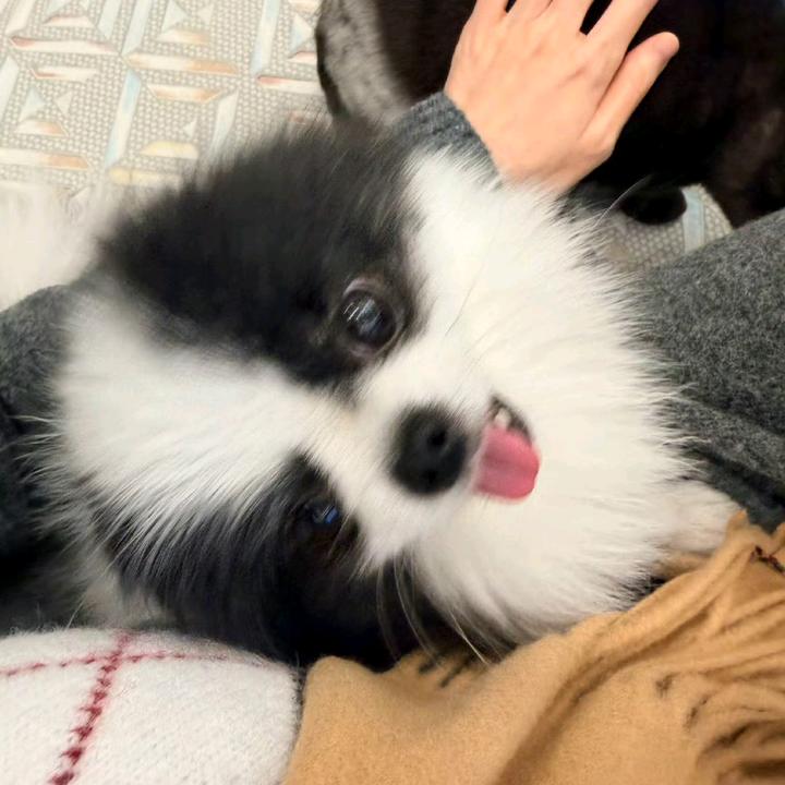 小熊炸毛了圆萱99