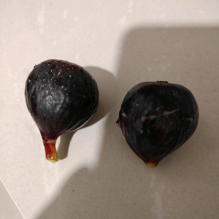 无花果之恋