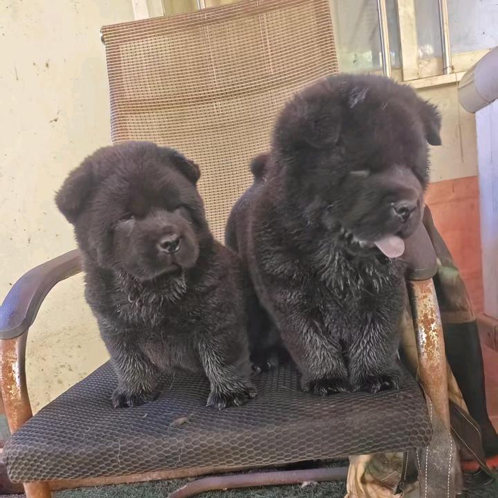 广西玉林田园犬（广西表妹）