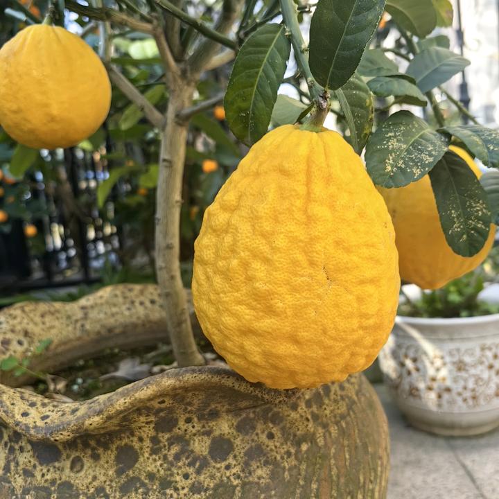 暖杨杨