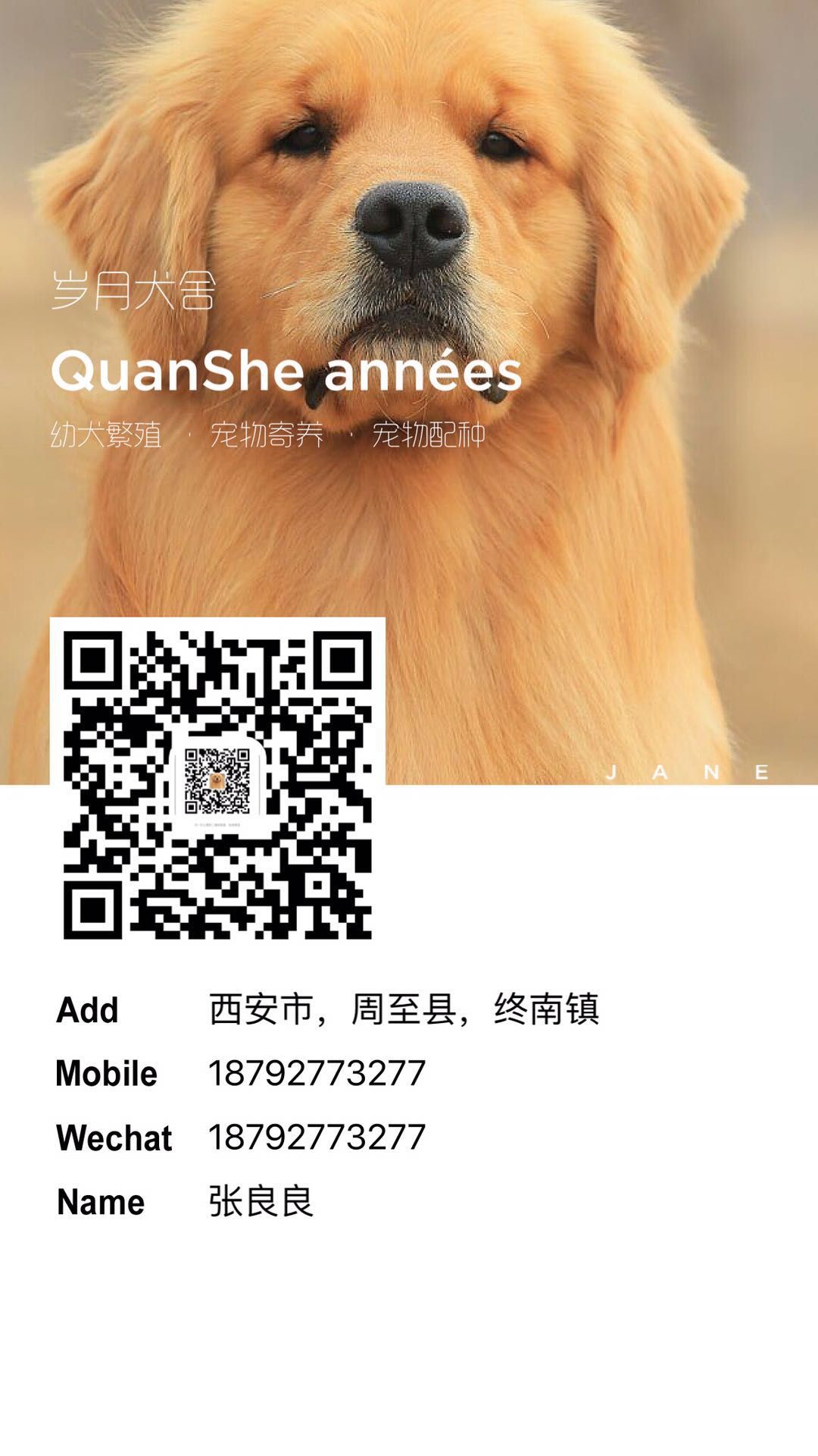 周至县岁月金毛犬舍宠物店的小店