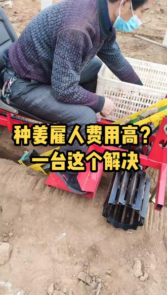 农业 #大姜种植 明年种姜省事了,民间高手发明摆